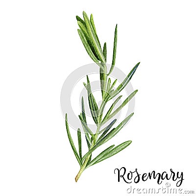 Rosemary herb watercolor isolated on white background Cartoon Illustration