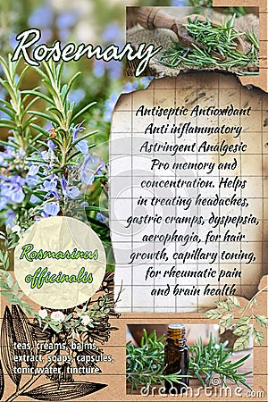 Rosemary herbalist notebook page idea Stock Photo