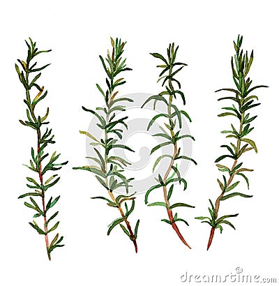 Rosemary. Stock Photo