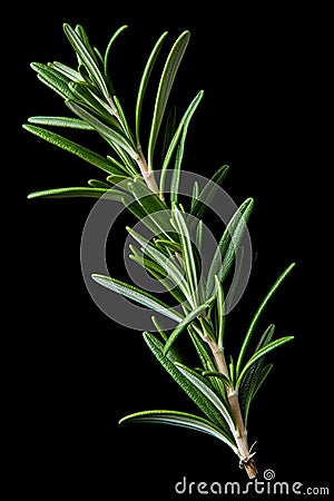 Rosemary isolated on black background. Ai Generative Stock Photo