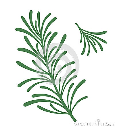 Rosemary Vector Illustration