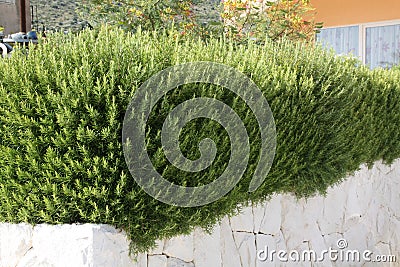 Rosemary in a Mediterranean garden Stock Photo