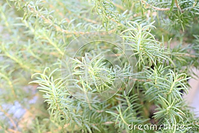 Rosemary Stock Photo