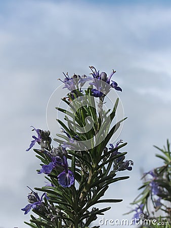 Rosemary plant with flowers against the sky . Tuscany, Italy Stock Photo