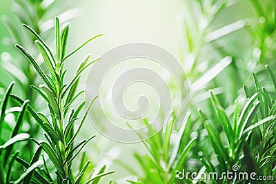 Rosemary plant in the garden. Culinary aromatic herb Stock Photo
