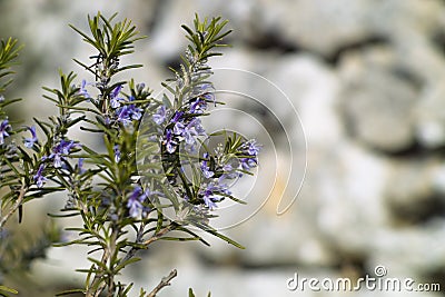 Rosemary plant (Rosmarinus officinalis) Stock Photo