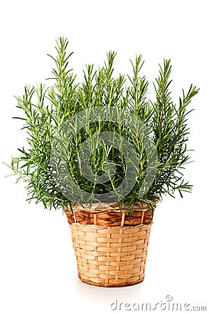 Rosemary plant in vase Stock Photo
