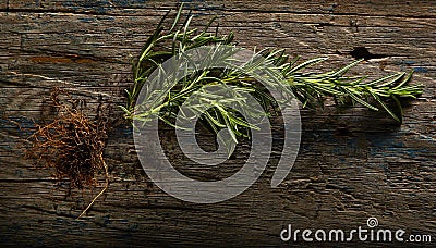 Rosemary with roots Stock Photo