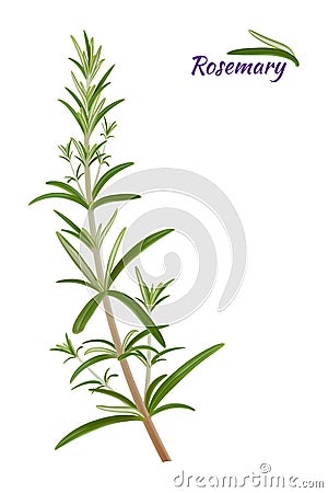 Rosemary Rosmarinus officinalis perennial herb with fragrant evergreen leaves.Vector. Vector Illustration