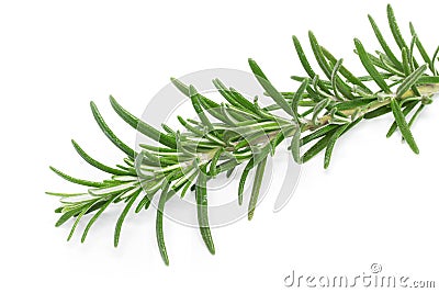 Rosemary (Rosmarinus officinalis) Stock Photo