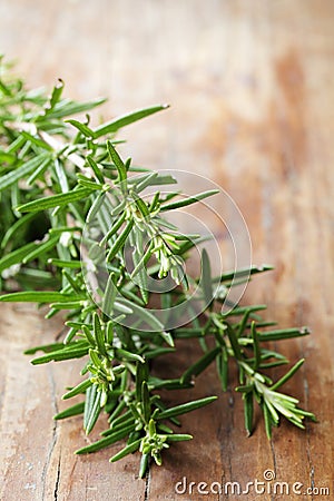 Rosemary. Shallow DOF Stock Photo