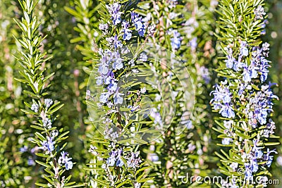 Rosemary shrub with rosemary flowers in bloom Stock Photo