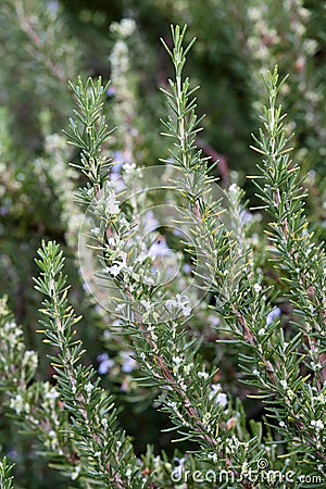 A rosemary shrub with flowers Stock Photo