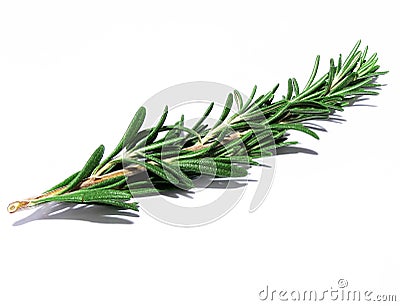 Rosemary sprig Stock Photo