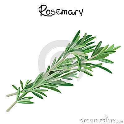 Rosemary sprigs Vector Illustration