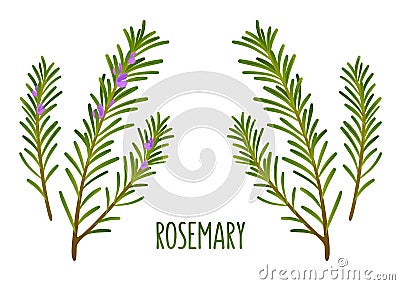 Rosemary sprigs Vector Illustration