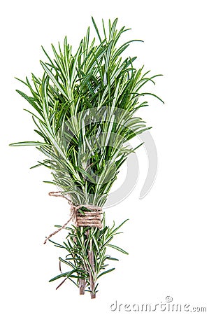 Rosemary sprigs tied in bundle isolated on white background Stock Photo