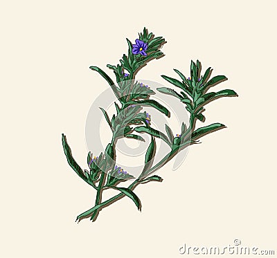 Rosemary twig Cartoon Illustration