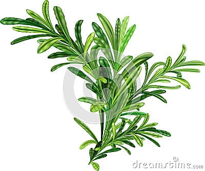 Rosemary twigs Vector Illustration