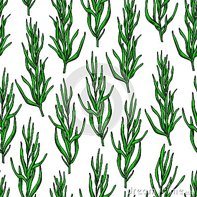 Rosemary vector drawing seamless pattern. Isolated plant with le Vector Illustration