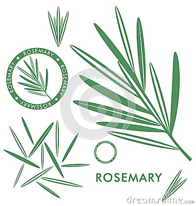 Rosemary Vector Illustration