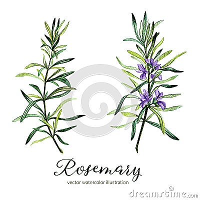 Rosemary. Vector watercolor illustration. Vector Illustration