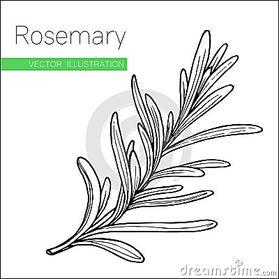 Rosemary white Vector Illustration