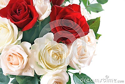 Roses Stock Photo