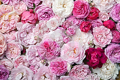 Roses. Stock Photo