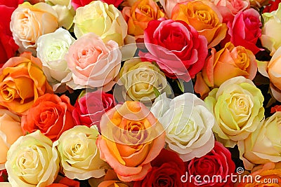 Roses, backgrounds, love. Stock Photo