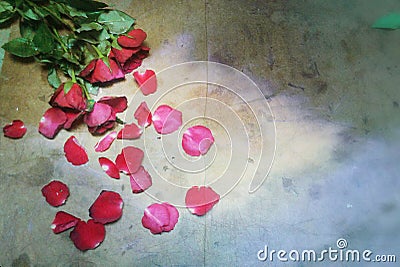 Roses backgrounds Stock Photo