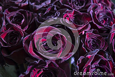 Roses black magic Stock Photo