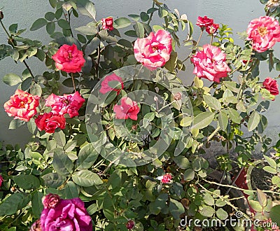 Roses blooming in branch of green leaves plant growing in garden, sunlight in petals, nature photography gardening background Stock Photo