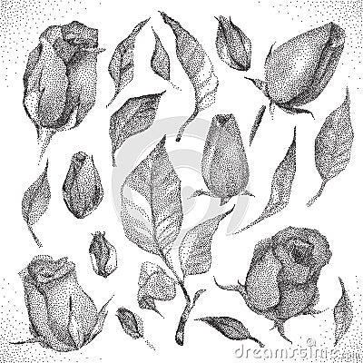 Roses Botanical set Vector Illustration