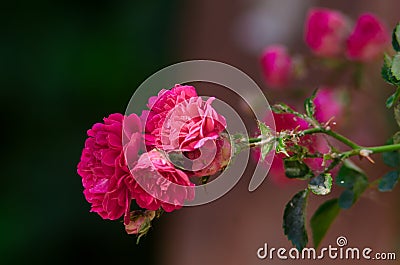 Bouquet of roses. Rose in the foreground on a blurred natural background Stock Photo