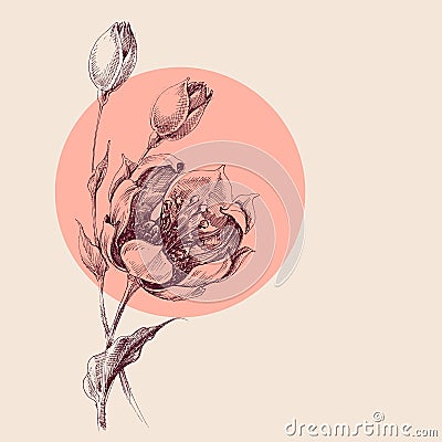 Roses bouquet hand drawing Vector Illustration