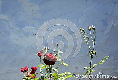 Roses bush Stock Photo