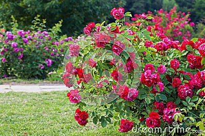 Roses bush on garden Stock Photo