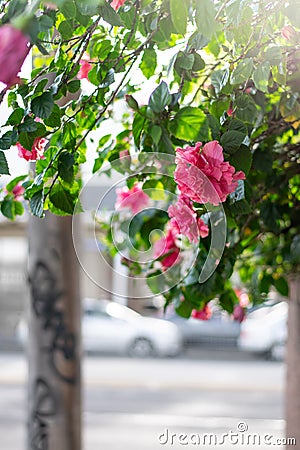 Roses on a City Sidewalk Stock Photo