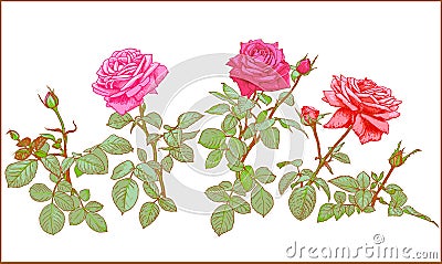 Roses Clip art. Vector Illustration