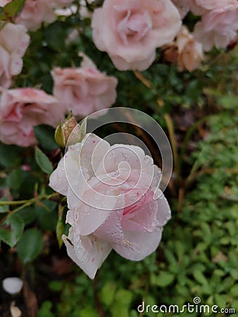 Roses after rain Stock Photo