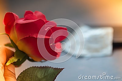 Roses flower with condom background Stock Photo