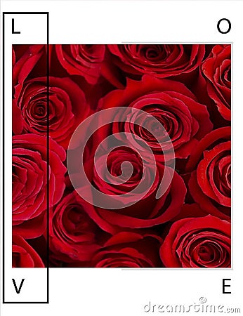 Roses flowers greetings card with love text quotes for Valentine Day Wedding Stock Photo