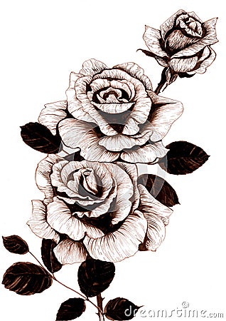 Roses - flowers and leaves. Ink drawing. Wallpaper. Use printed materials, signs, posters, postcards, packaging Stock Photo