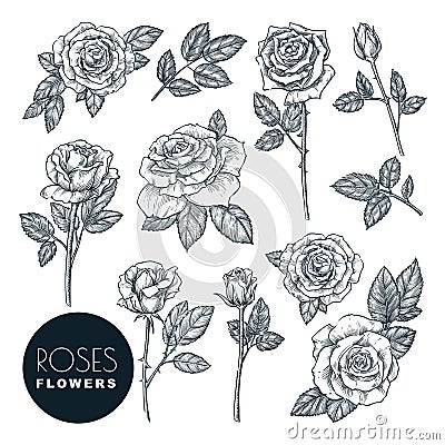 Roses flowers set, vector sketch illustration. Rose blossom, leaves and buds isolated on white background Vector Illustration