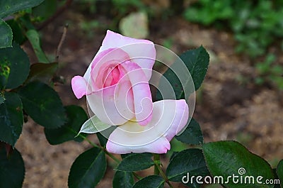 Roses garden at Khao Yai, Thailand. Stock Photo