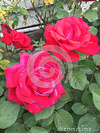 Roses in the garden Editorial Stock Photo