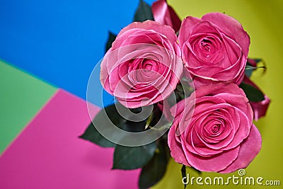 Roses on the geometric background copy space Stock Photo