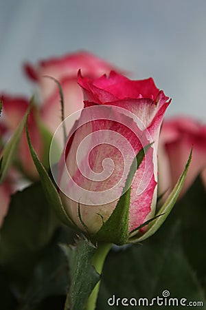 Beautiful multicoloured roses Stock Photo
