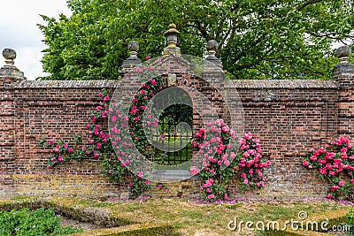 Roses growing along side a brick wall with a closed iron gate Stock Photo